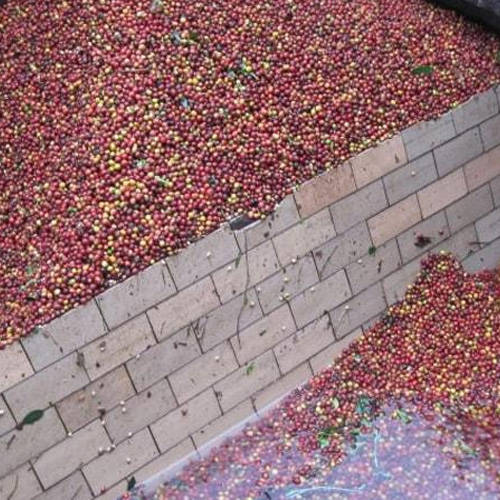 Perbedaan Proses Biji Kopi